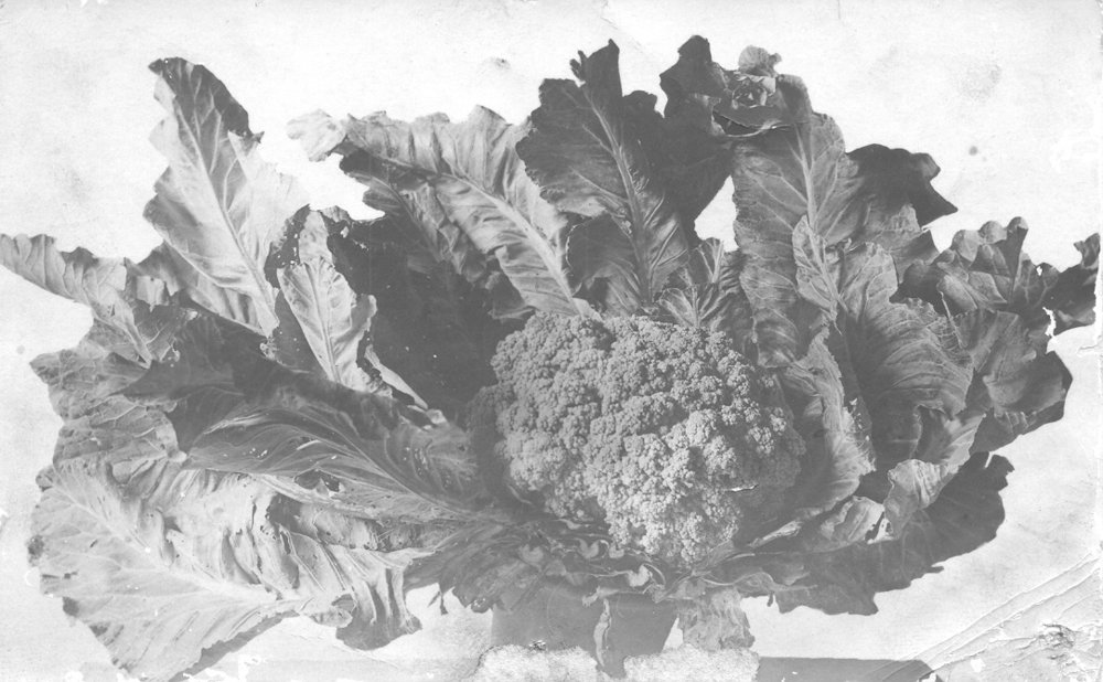 King-size cauliflower grown at "Westwood", Wahroonga