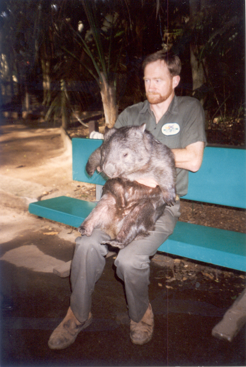 Wombat handling in Koala Park