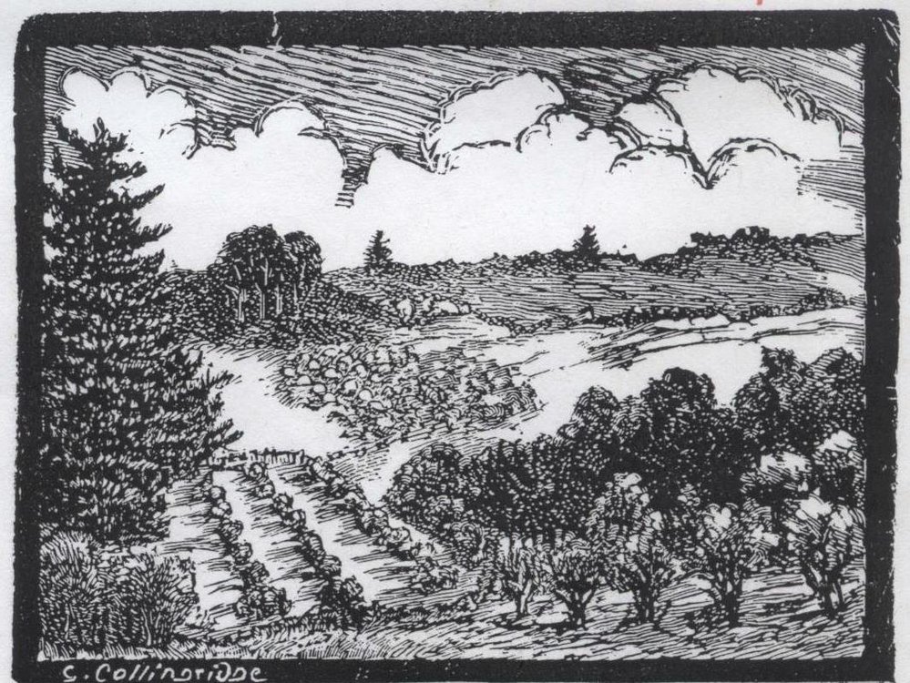 George Collingridge - woodcut, orchards Pennant Hills/Normanhurst
