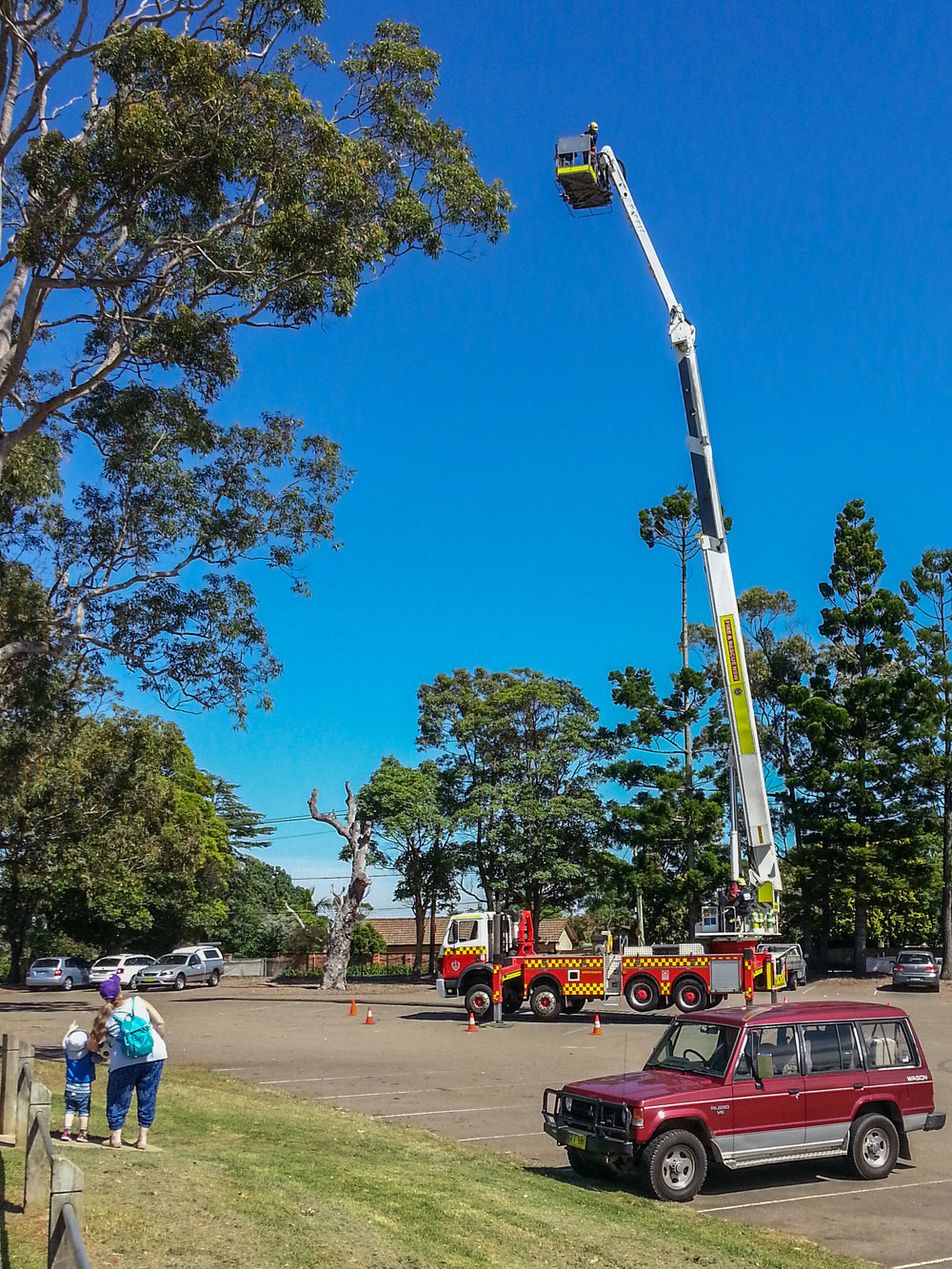 Fire Brigade long ladder training, Rofe Park, Hornsby Heights