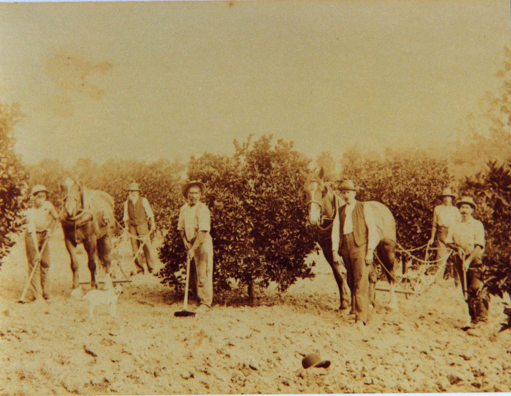 Les Smith's Orchards, West Pennant Hills