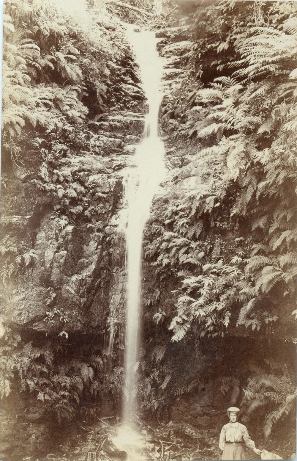 Lane Cove River, Thornleigh 