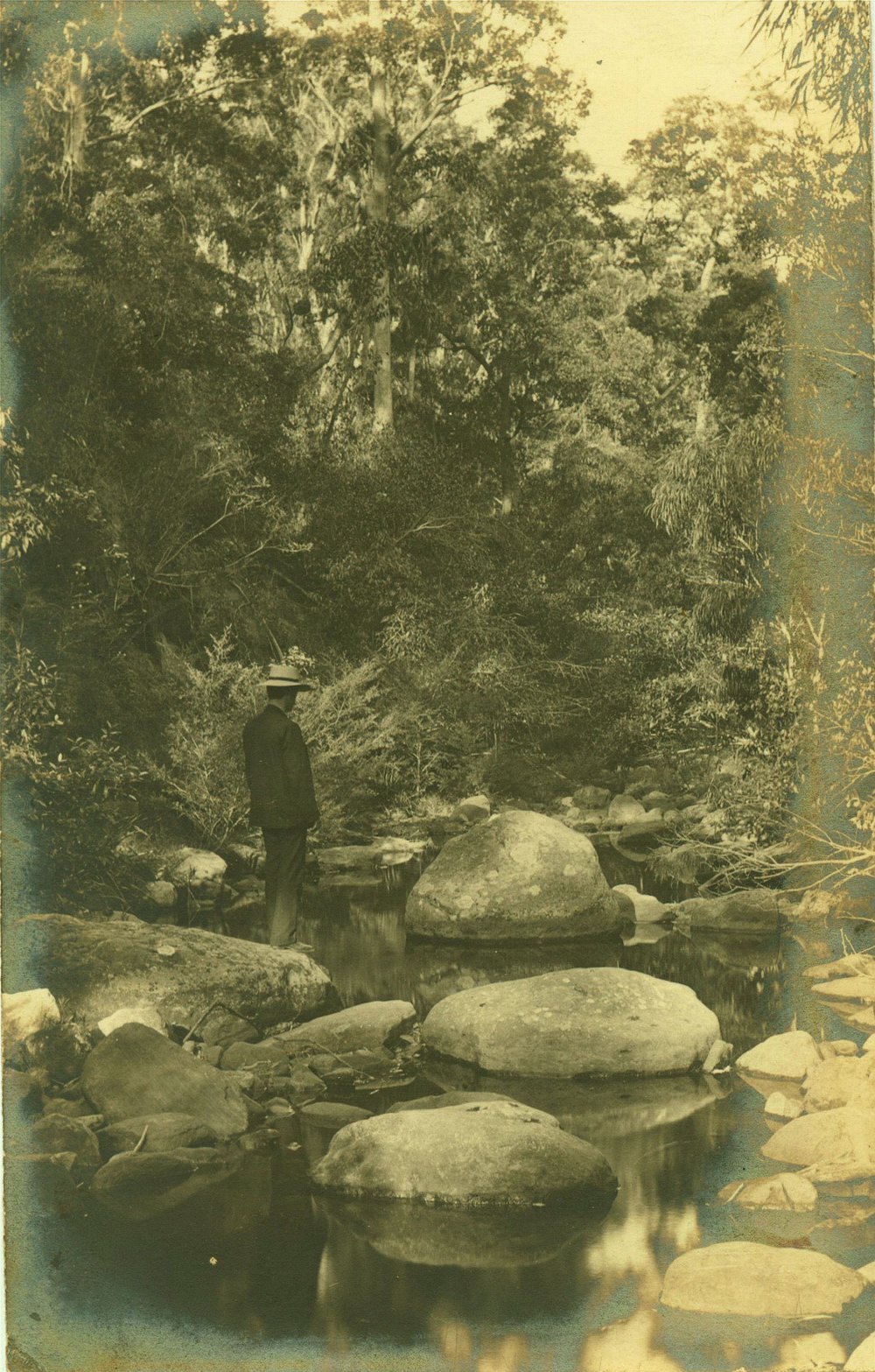 Lane Cove River near to Thornleigh