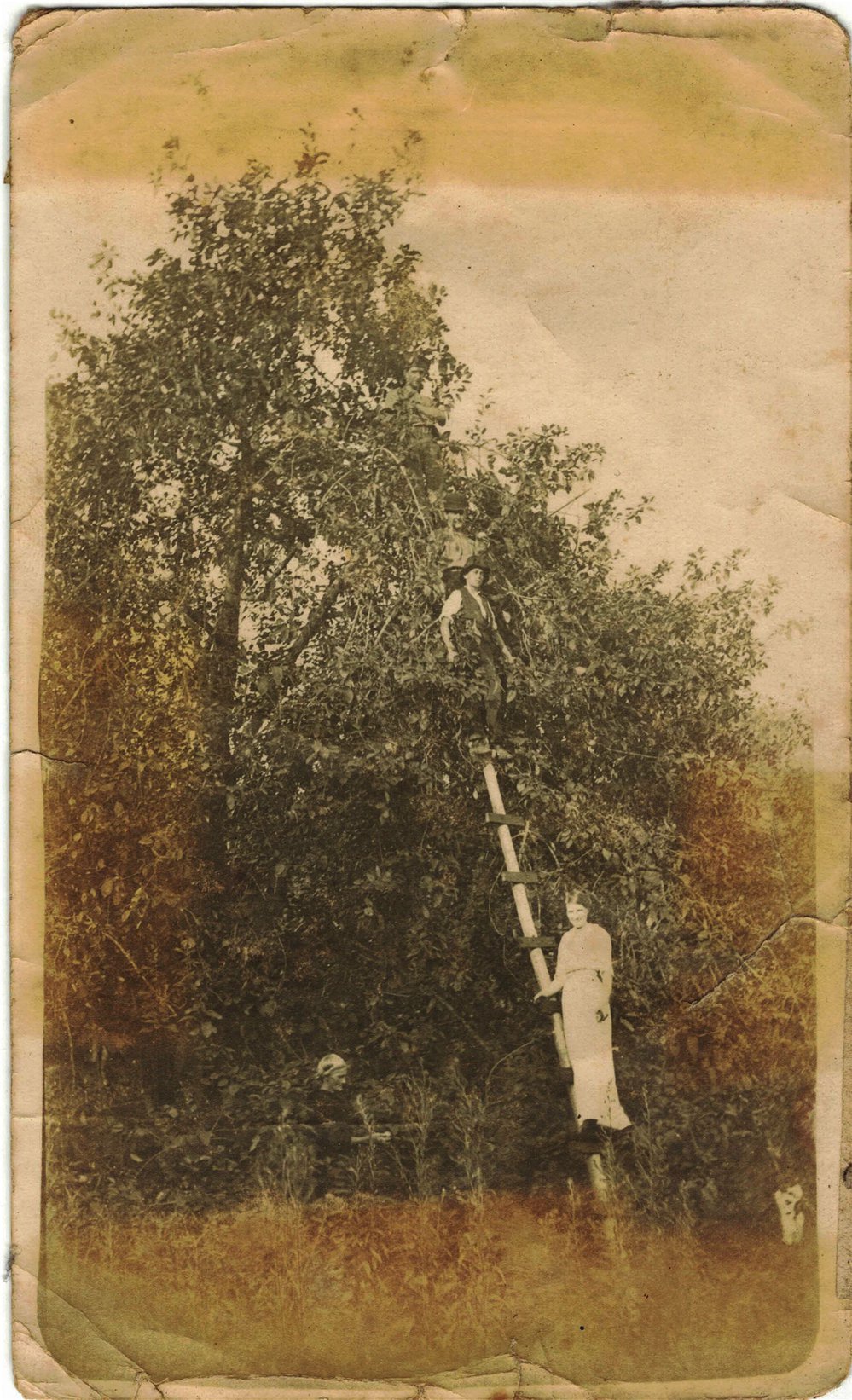 Orcharding in Old Mans Valley