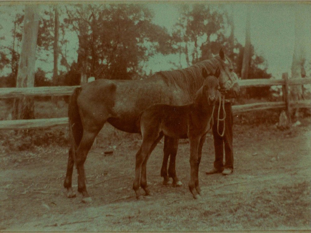 Maher family of West Pennant Hills.