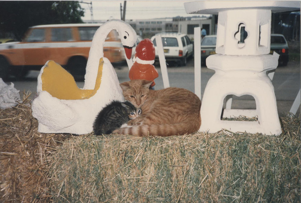 Two of the cats at Somerville's Produce store in the front window display, c.1979