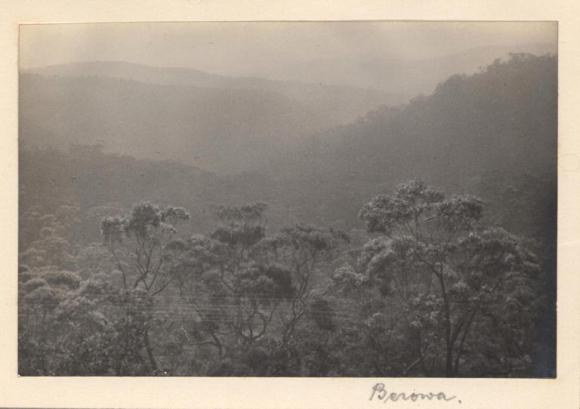 Mist throughout Berowra valley