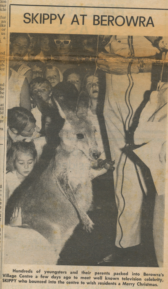 Meeting Skippy the Bush Kangaroo at Berowra