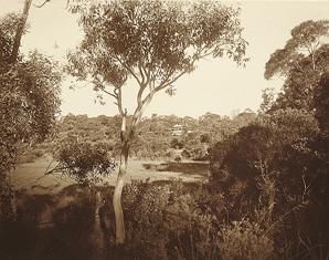 Berowra - Looking towards Margaret Preston's house