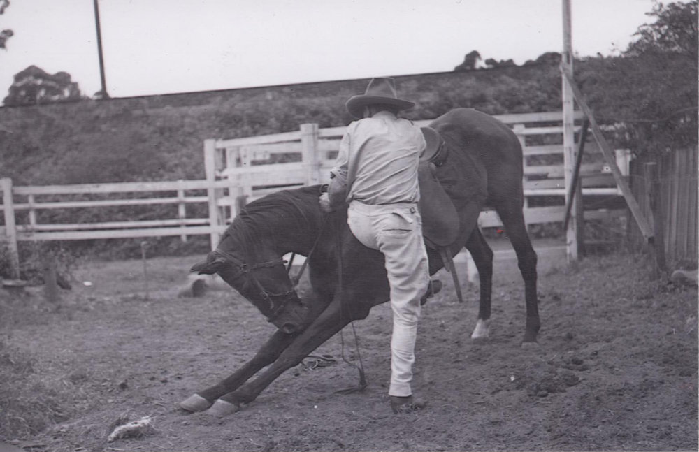 Jim Wilton training his trick horse Tim at his riding school.