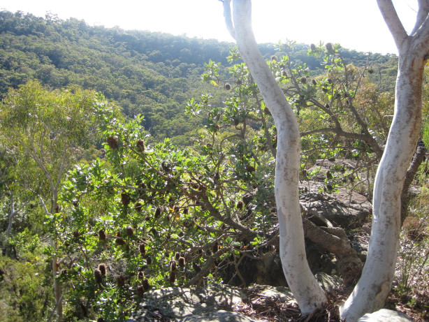 Margaret Preston&rsquo;s Banksia