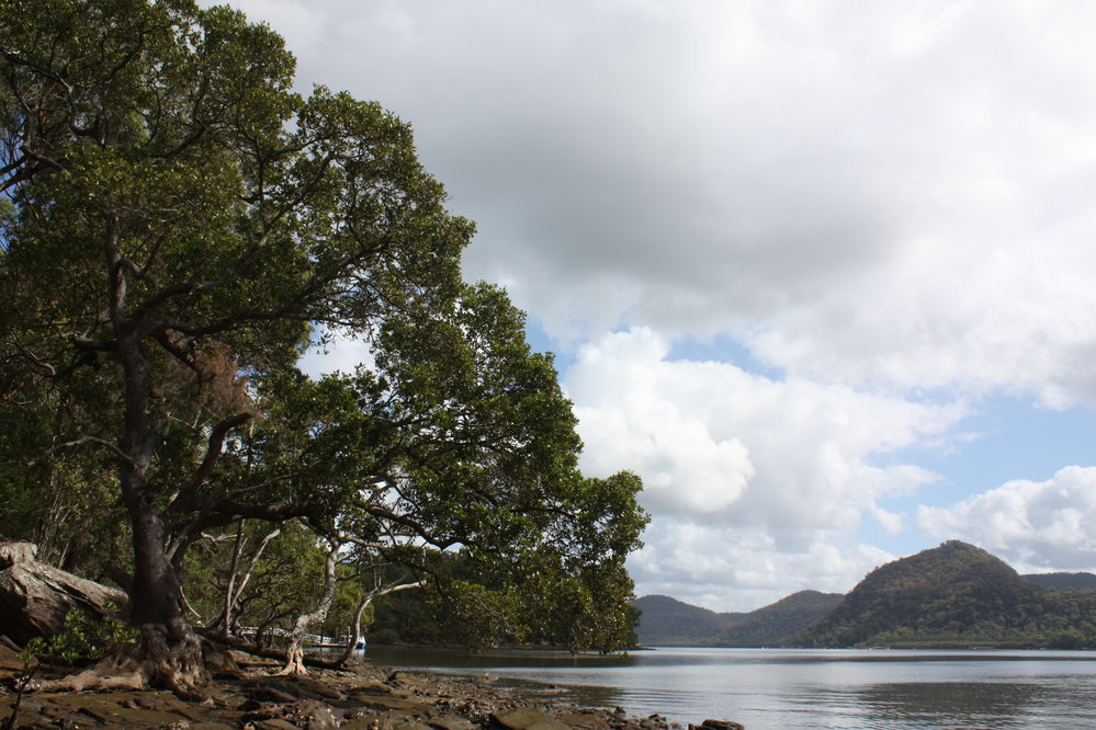 Bar Island Foreshore - Hawkesbury River