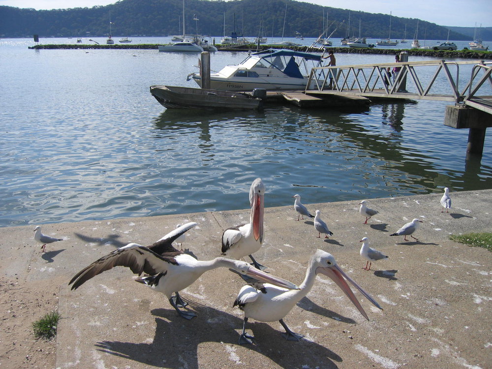 Pelican at Parsley Bay, Hawkesbury River