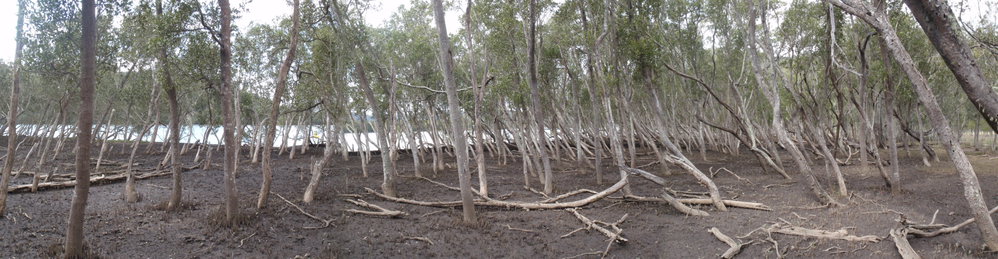 Mangrove Forest and Saltmarsh at Courangra Point, Hawkesbury River