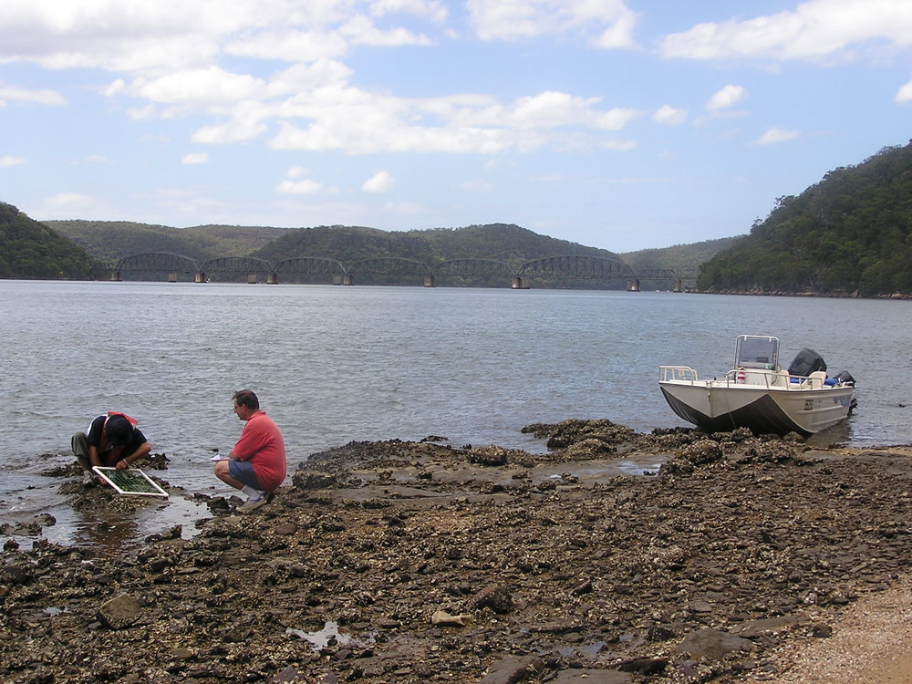 Surveying Oysters on the Long Island Foreshore, Hawkesbury River