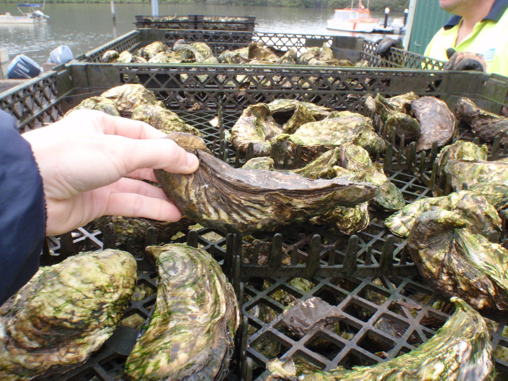 Hawkesbury River Oysters