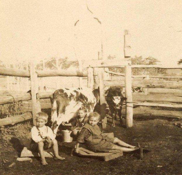 Thompson children milking cows, West Pennant Hills
