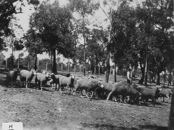 Jim Savage in Galston Road, Hornsby