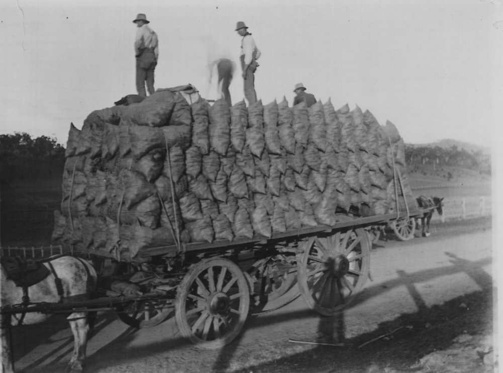 A Stack of Dorrigo Potatoes