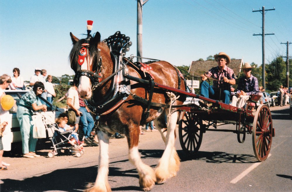Galston Centenary - Clydesdale in harness 1986