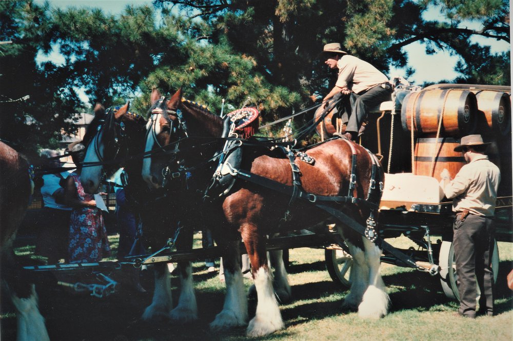 Galston Centenary Celebration - Carlton Brewery Clydesdales 1986
