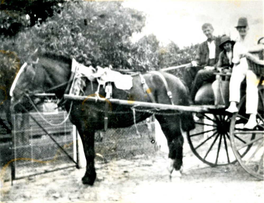 Dolly, the Foster's delivery horse