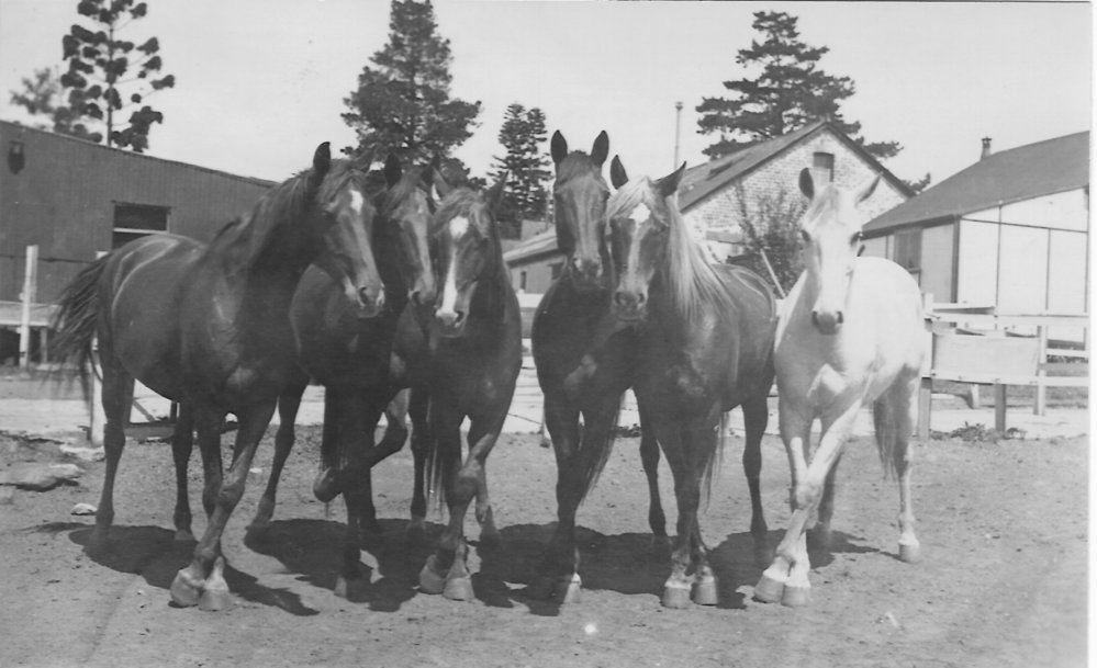 Jim Wilton's Show Horses