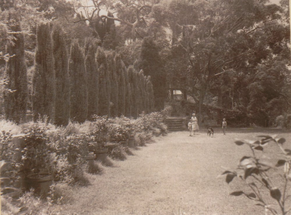 Professor Cotton's garden