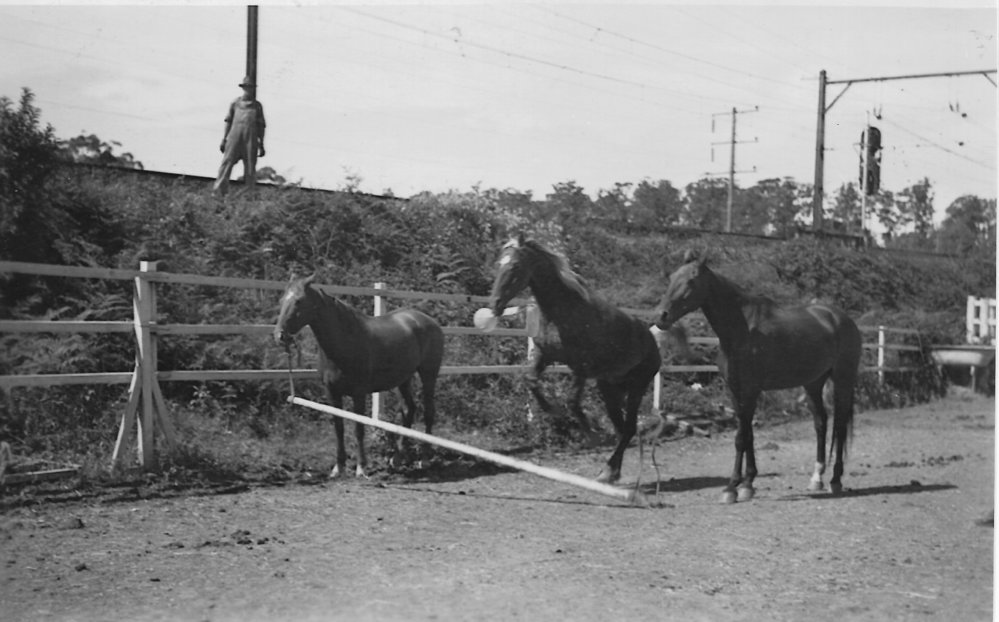 Jim Wilton's Show Horses