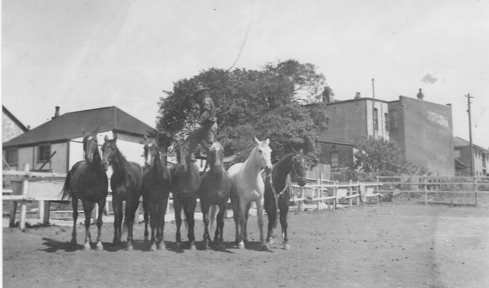 Jim Wilton's Show Horses