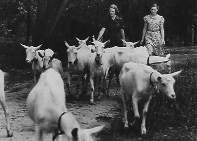 Herding Goats along Anembo Road, Berowra