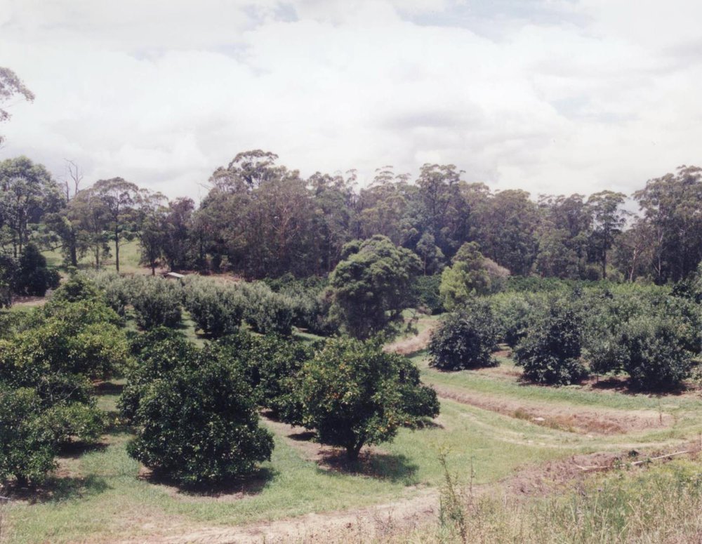 Waddell orchard, Galston
