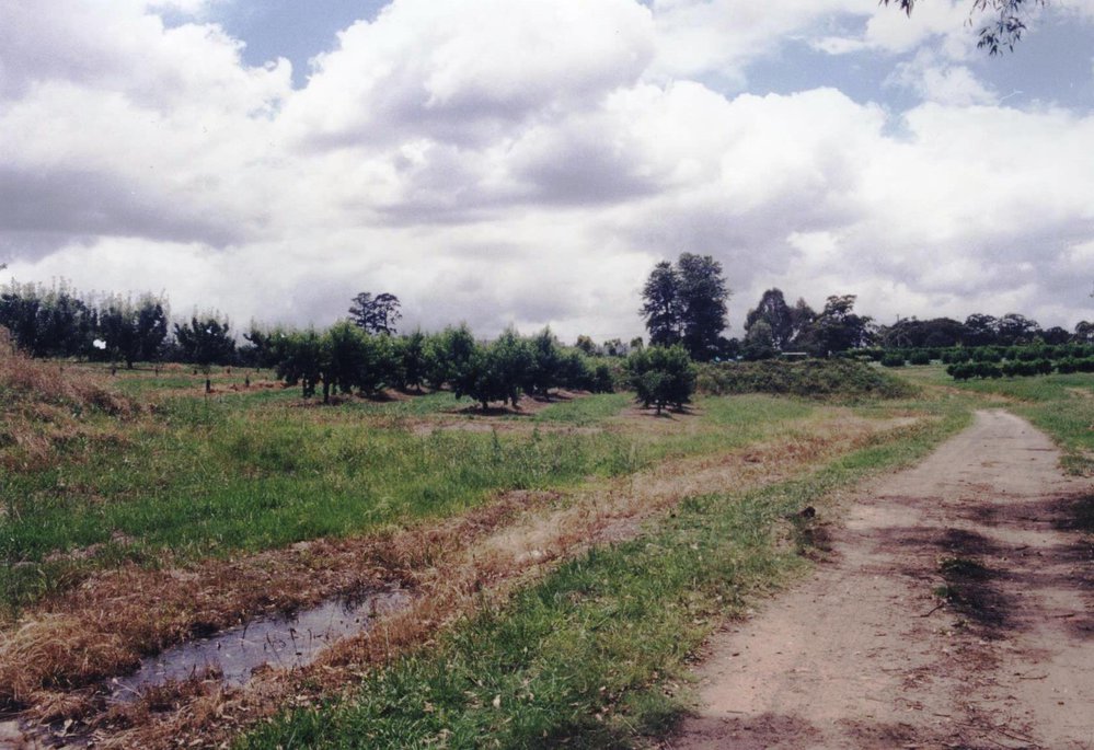 Waddell orchard, Galston