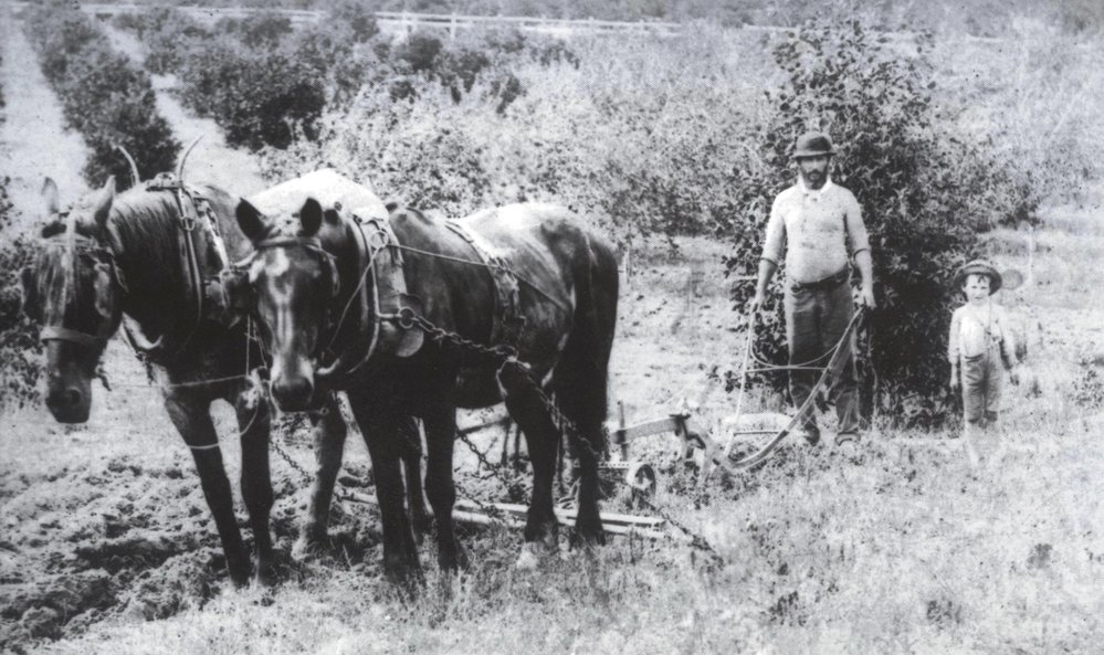William Waddell ploughing in Galston