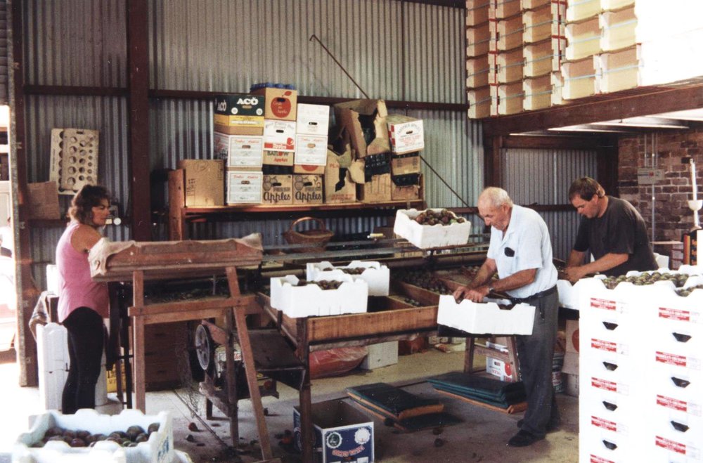 Working in Waddell's packing shed