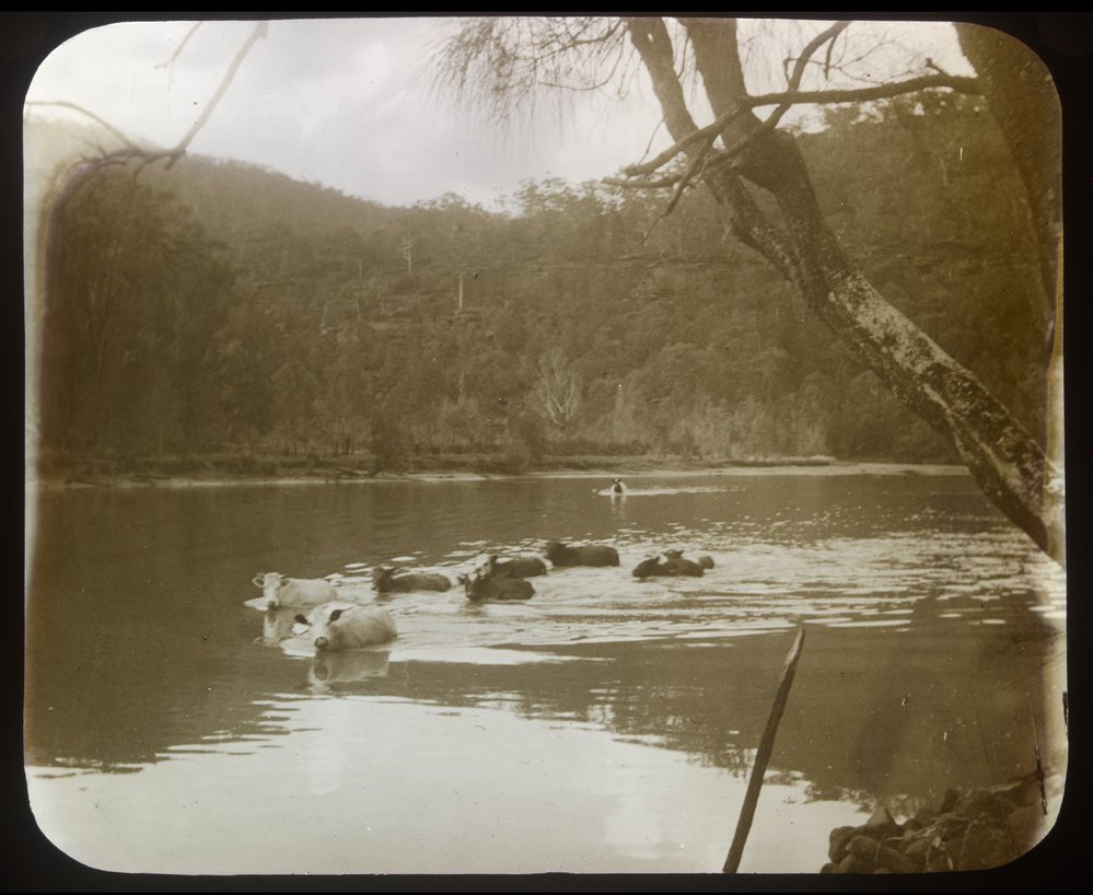 Cattle crossing Berowra Creek