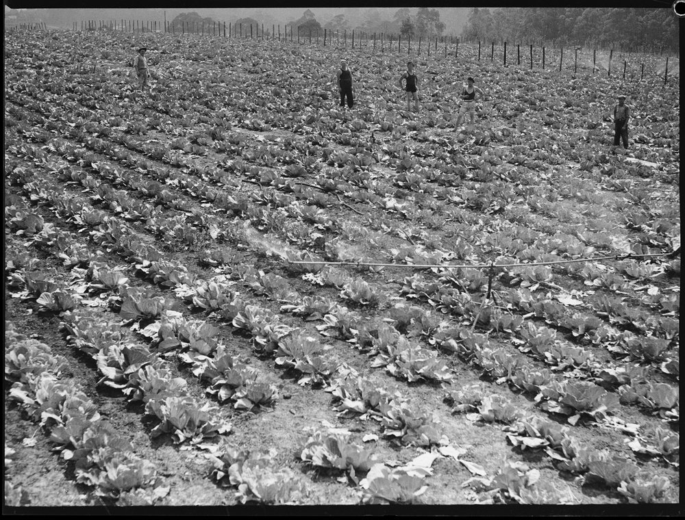 1936 dry spell at Pennant Hills