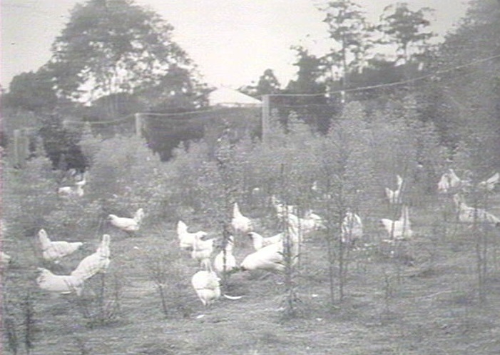 Lloyd's Poultry Farm - Pennant Hills