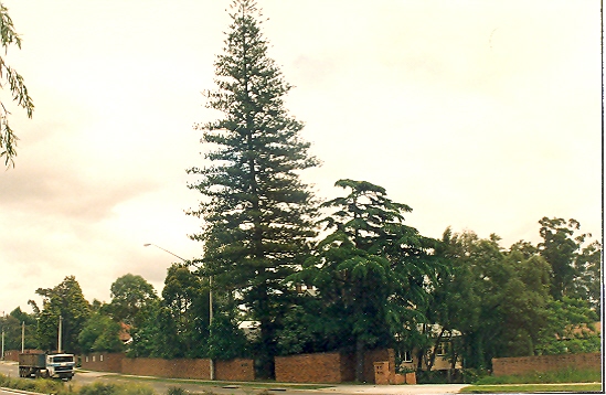 'Gillagaloola' garden Pennant Hills Road Normanhurst