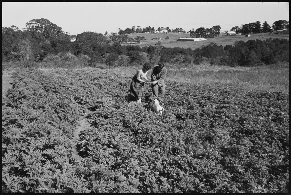 5 acre farm Dural - Somerset Nursery
