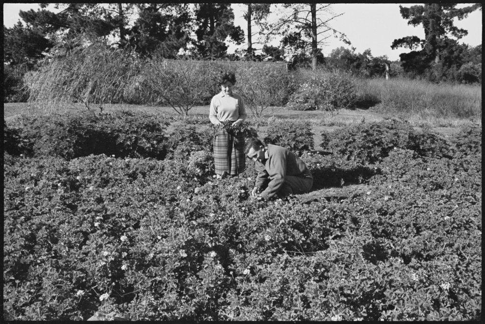 5 acre farm Dural - Somerset Nursery