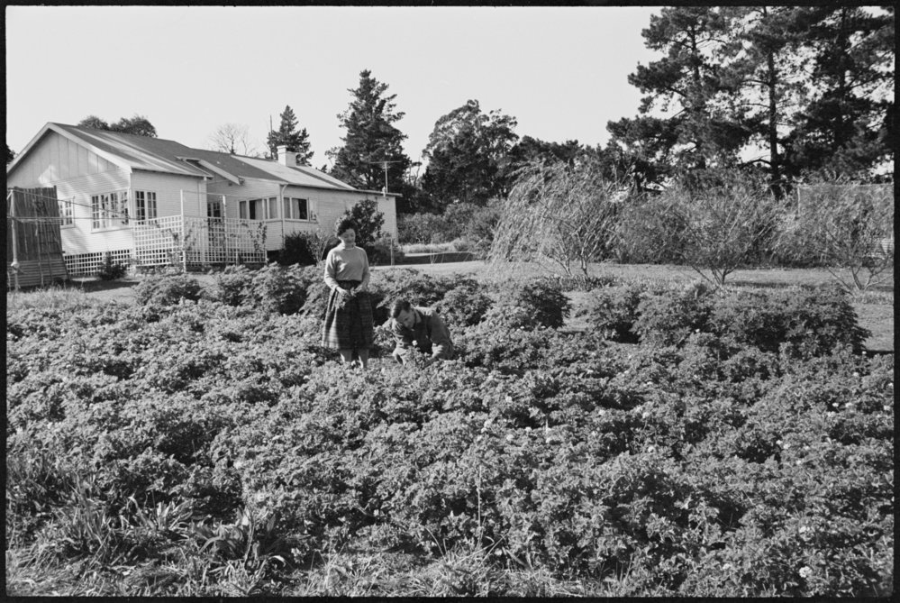 5 acre farm Dural - Somerset Nursery