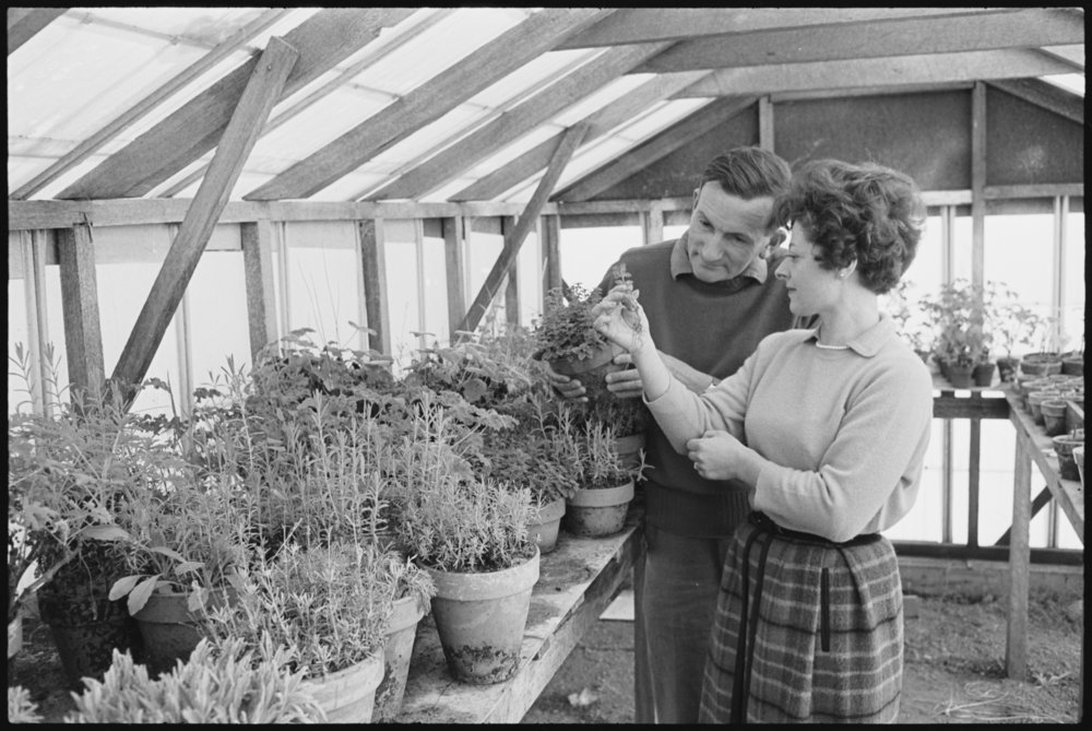 5 acre farm Dural - Somerset Nursery