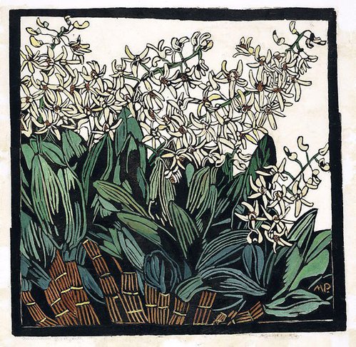 Australian rock lily