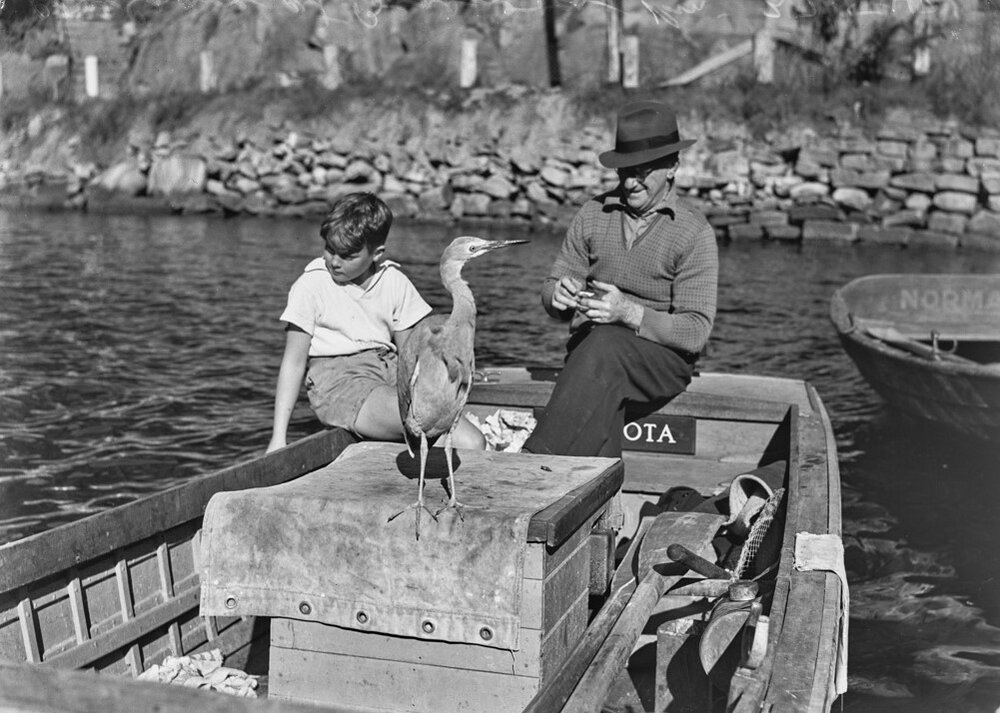 Blue Crane at Berowra Waters