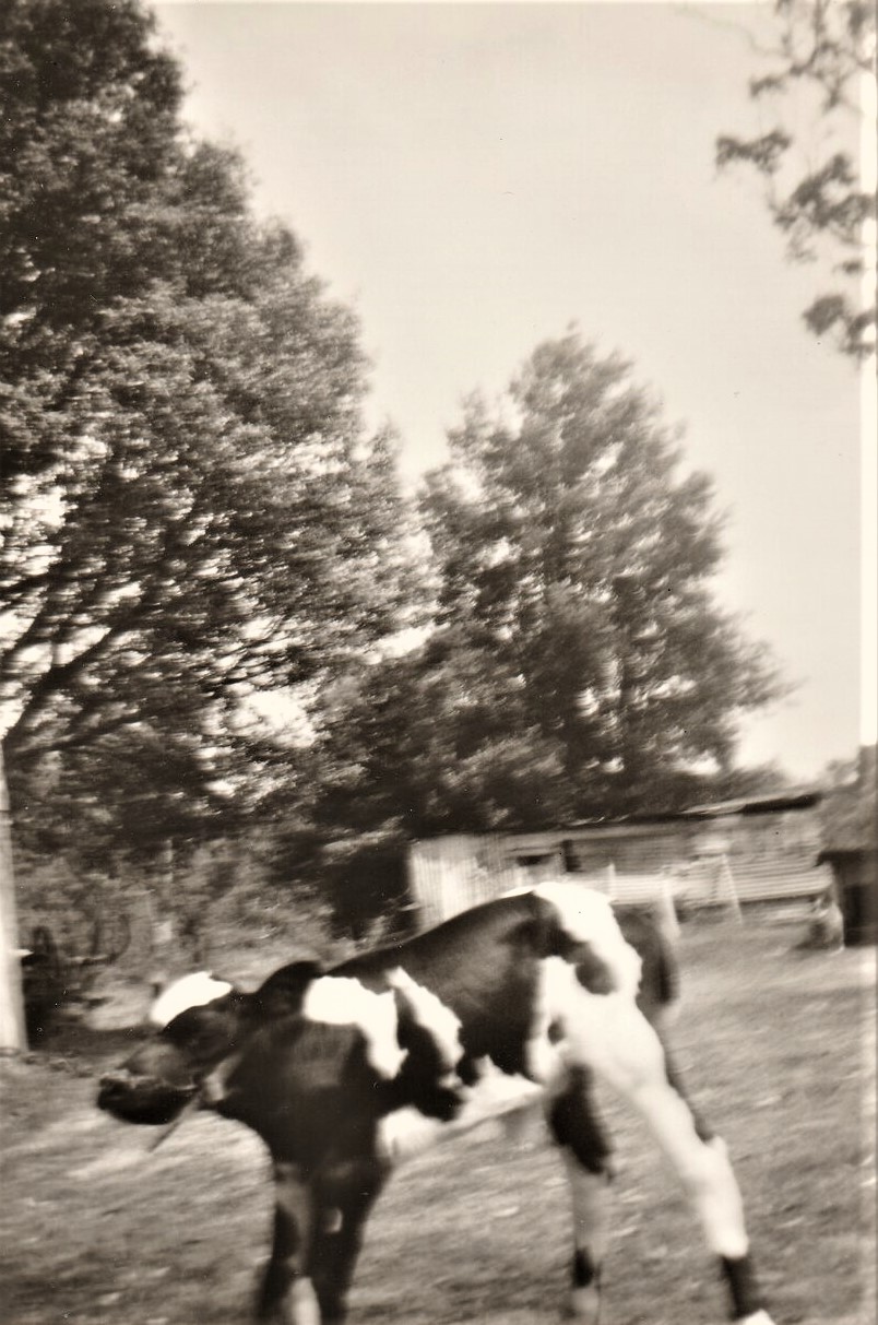 The Fishburns friesian calf 'Merry' 1973