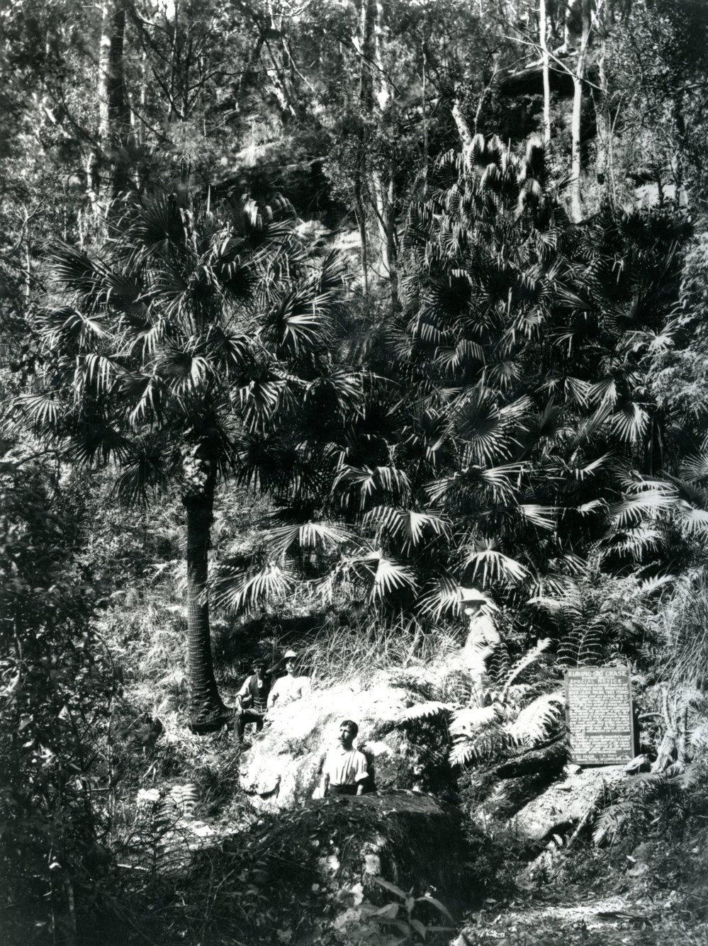 Cabbage Tree Gully above Linda Pool c.1930