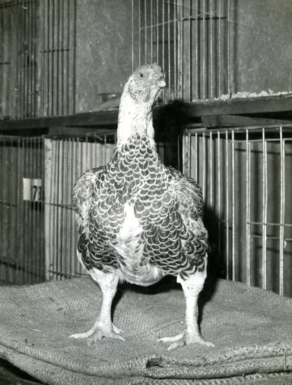 Somerville Poultry at the Royal Easter Show