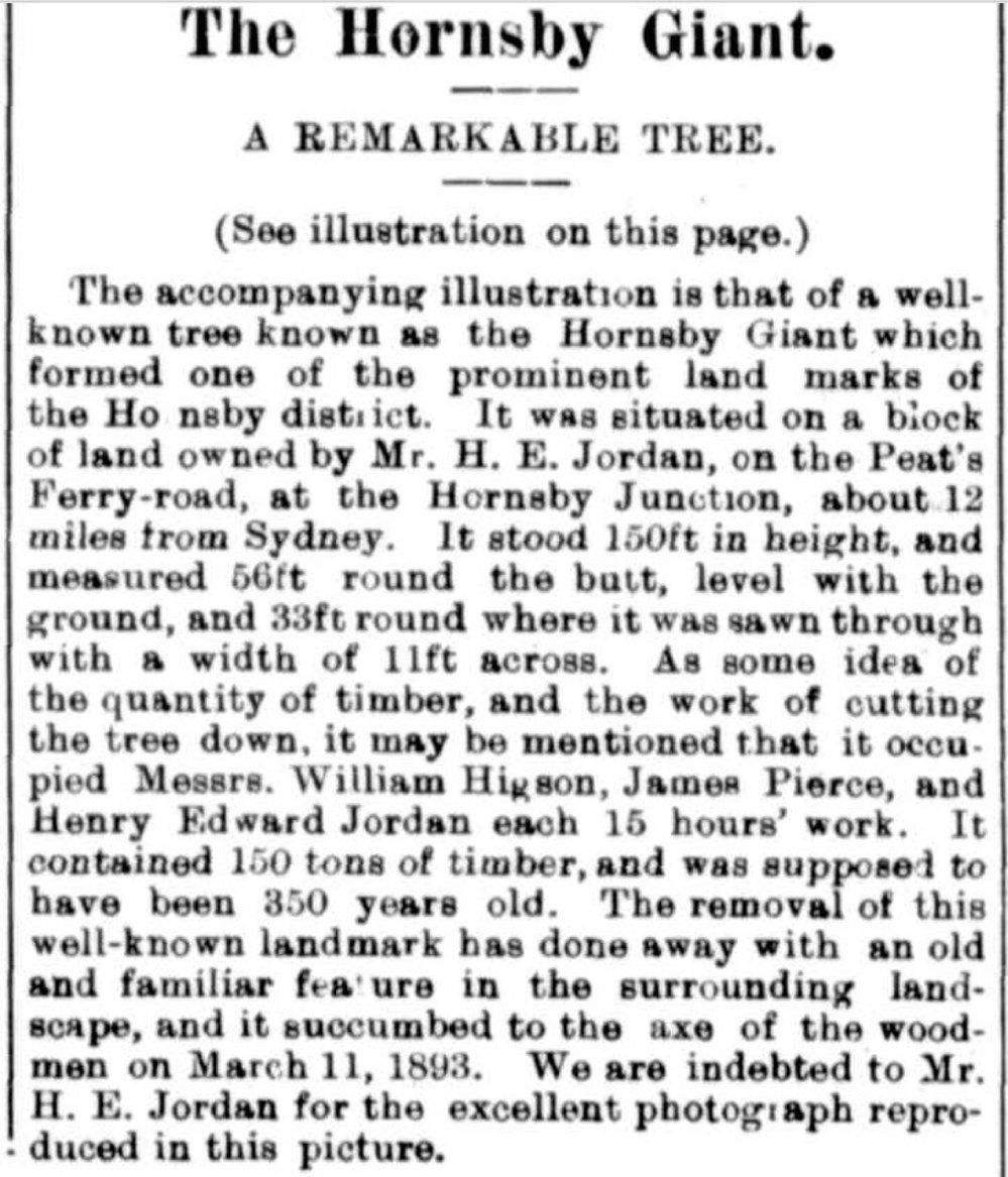 Felling a Giant Tree in Hornsby, 1893