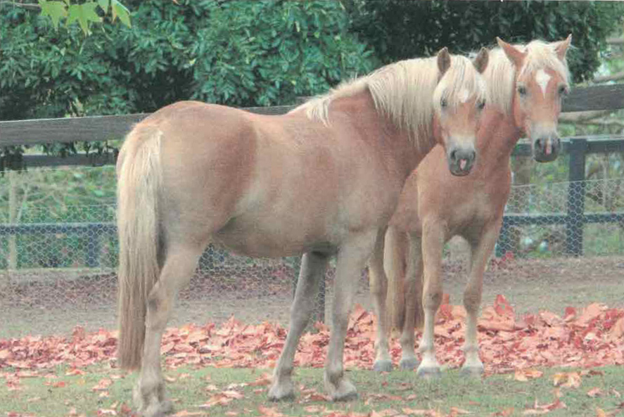 Haflinger horses bred by Heather Payne